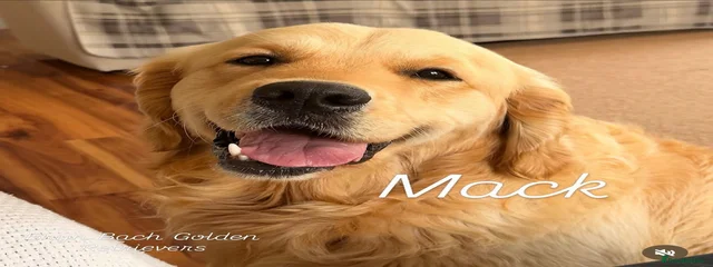 Mack