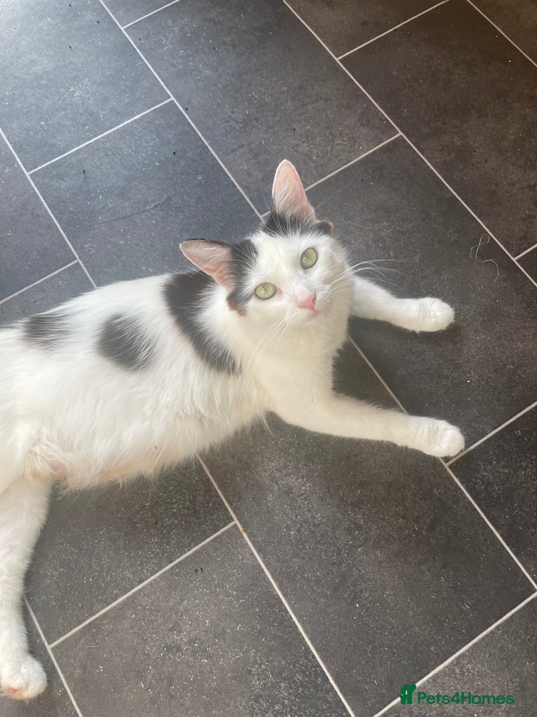 Turkish Van cats for sale: 5 gorgeous kittens  - Image 6