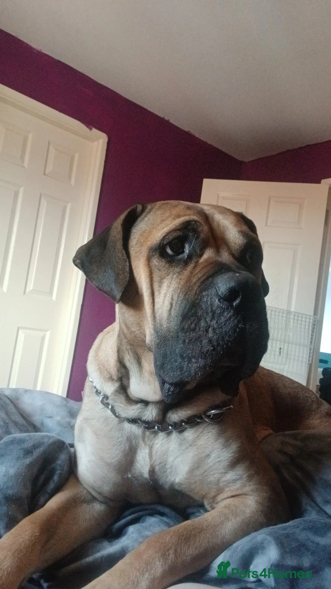 Mixed Breed dogs for sale: Looking for a new home. - Advert 6