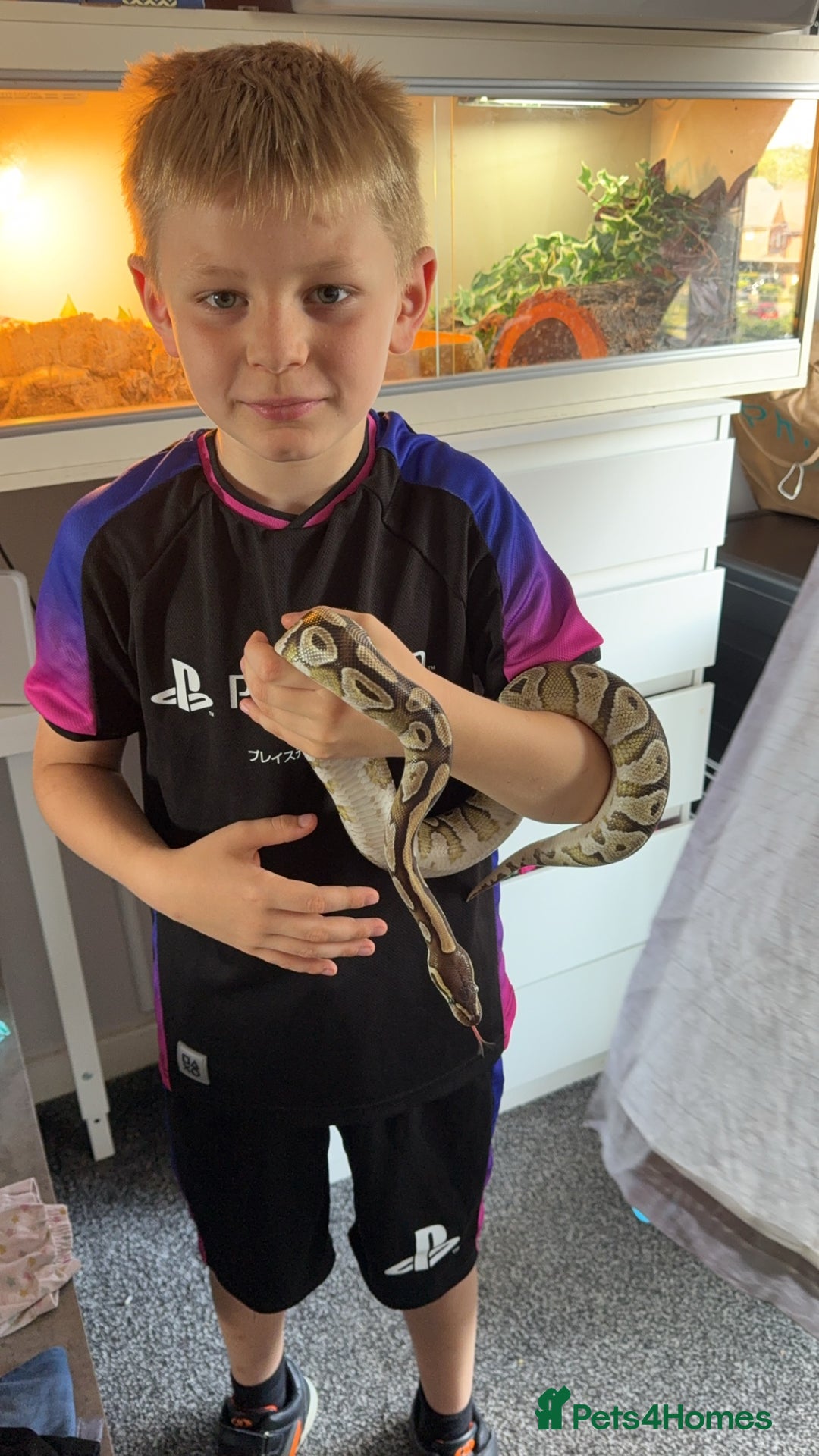 Python Snake reptiles for sale: Female ball python with enclosure  - Image 2