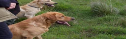Labrador Retriever dogs for stud: Fully Health Tested Fox Red Labrador in Radstock - Advert 8