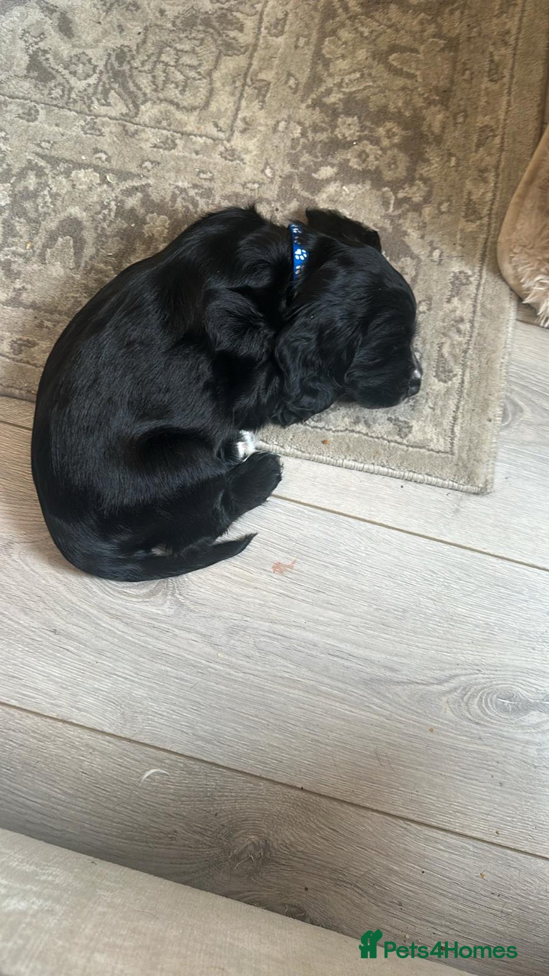 Cocker Spaniel dogs for sale: Black Cocker Spaniel Puppies - Image 9