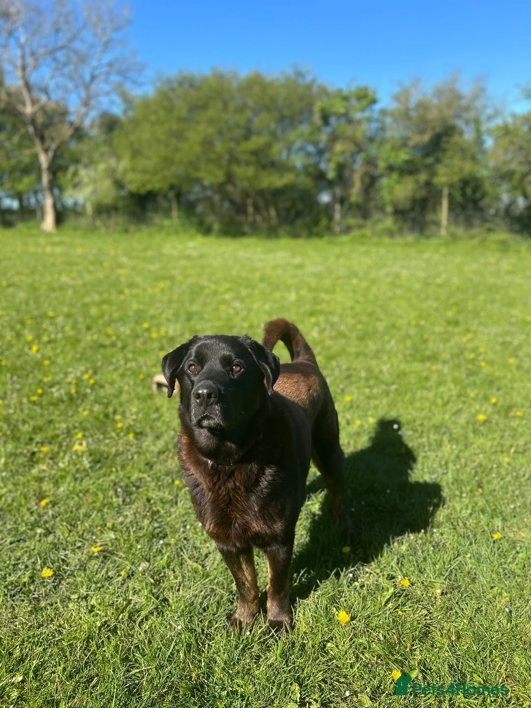Mixed Breed dogs for adoption: Atlas - Labrador x Malamute in Wells - Advert 2