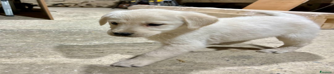 Labrador Retriever Puppy 1
