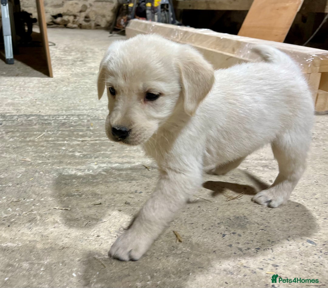 Labrador Retriever dogs for sale: Labrador Retriever Pups Ready for Forever Homes - Image 7
