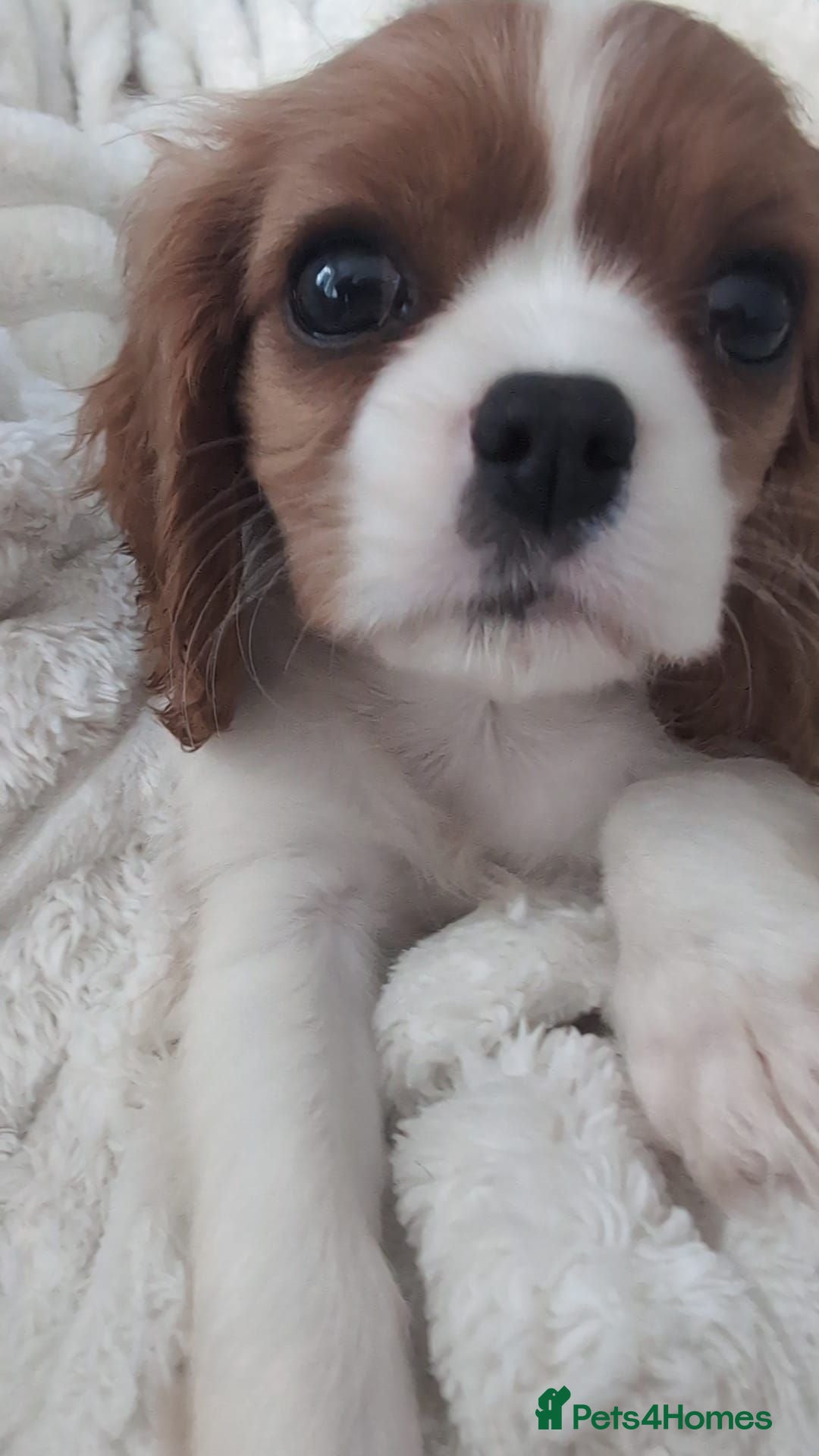 Cavalier King Charles Spaniel dogs Rehoming king charles girl puppy - Advert 1