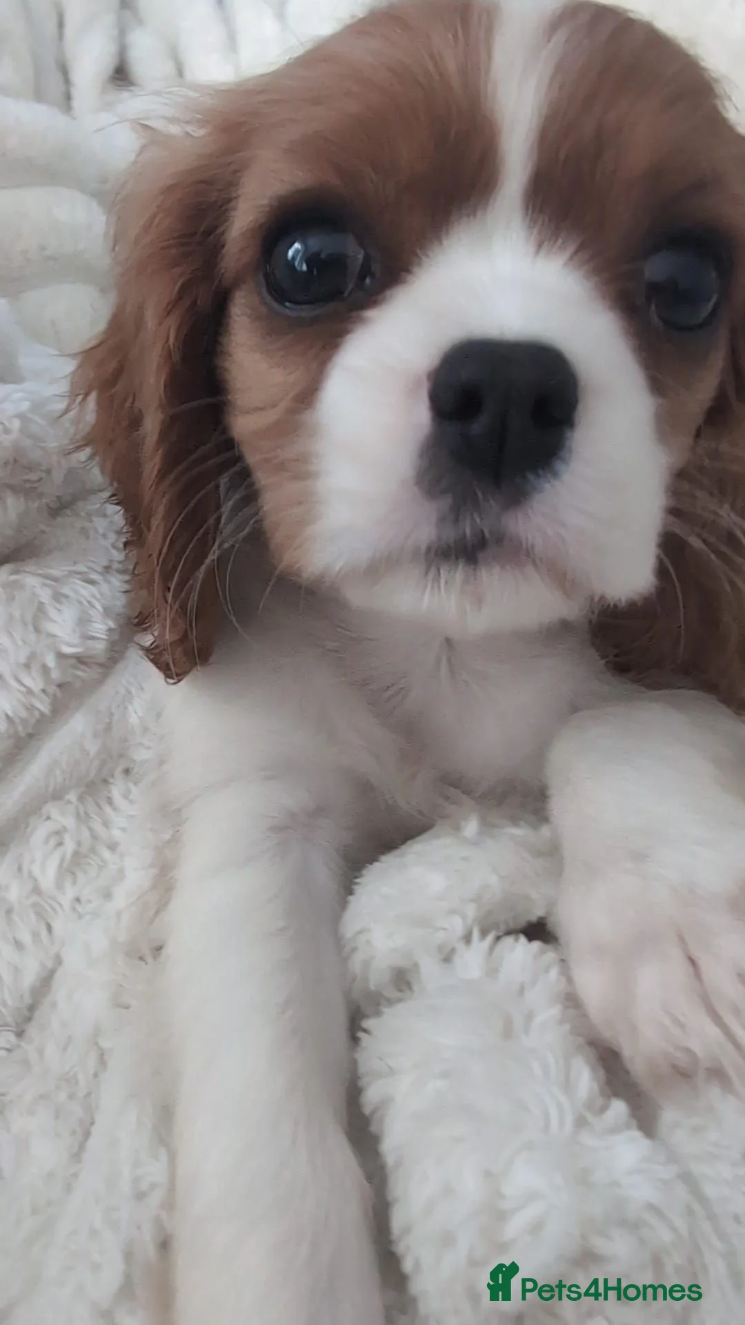 Cavalier King Charles Spaniel dogs for sale: Rehoming king charles girl puppy - Advert 1