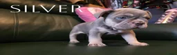 French Bulldog dogs for sale: 4 Male French Bulldog Puppies  - Advert 6