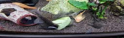 Plecos fish for sale: Mature Bristlenose Pleco in Thornton-Cleveleys - Advert 5