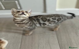 Bengal cats for sale: Bengals kitten  - Advert 5