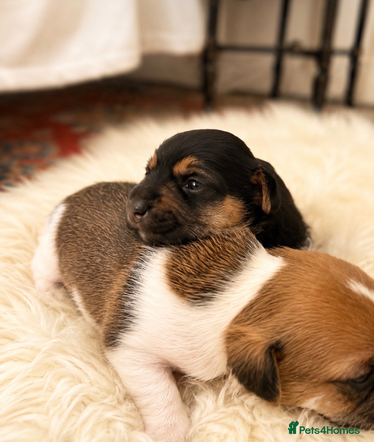 Jack Russell dogs Two Gorgoues boys left  - Advert 7
