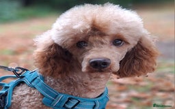Miniature Poodle dogs for stud: Kc Minature Poodle for stud - Image 2