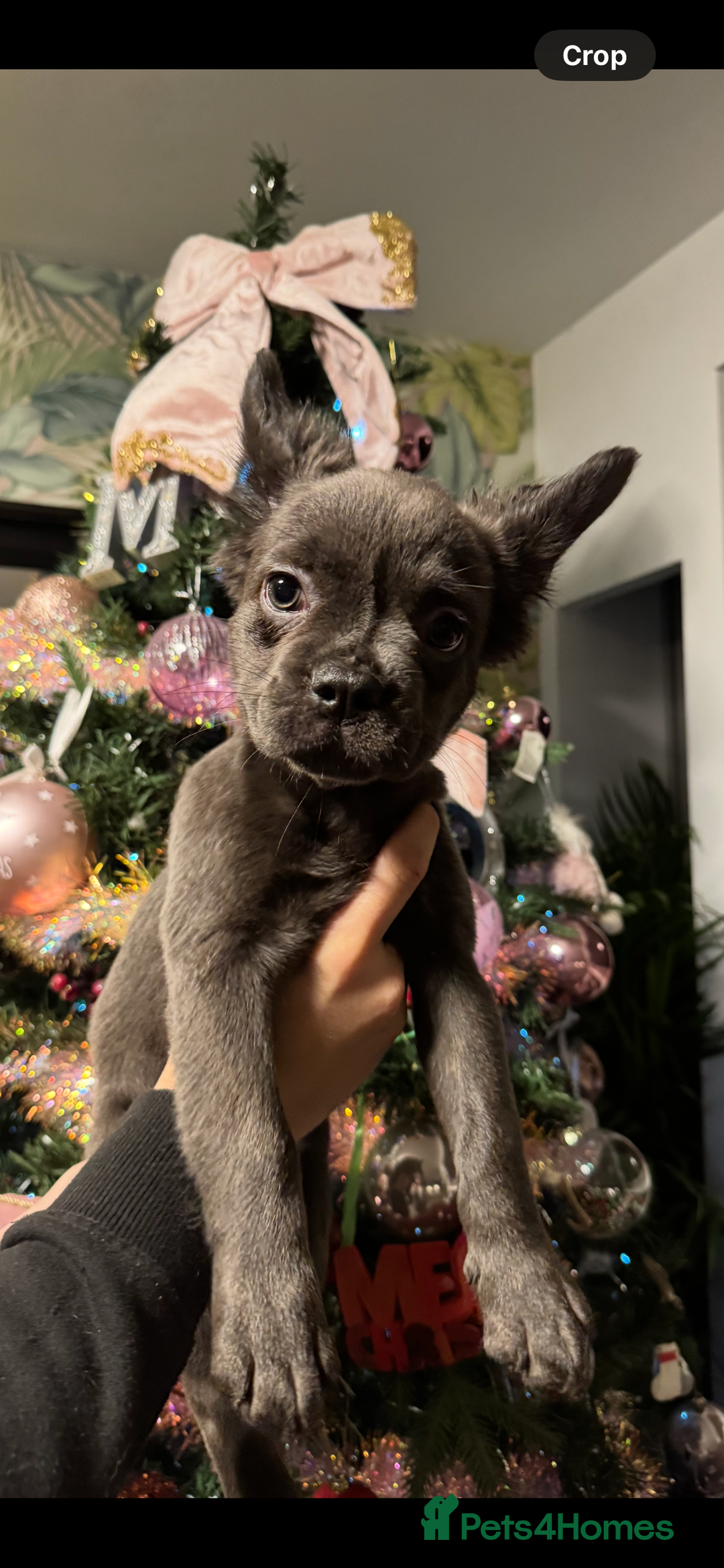 French Bulldog dogs for sale: KC registered! Fluffy frenchies PRICE DROPPED  - Advert 24