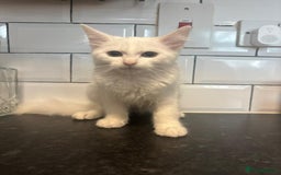 Mixed Breed cats for sale: Kittens  - Image 1