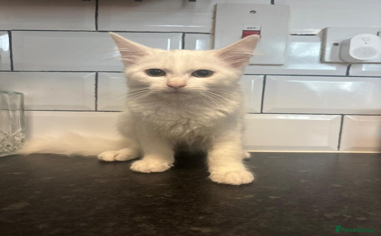 Mixed Breed cats - Advert 14