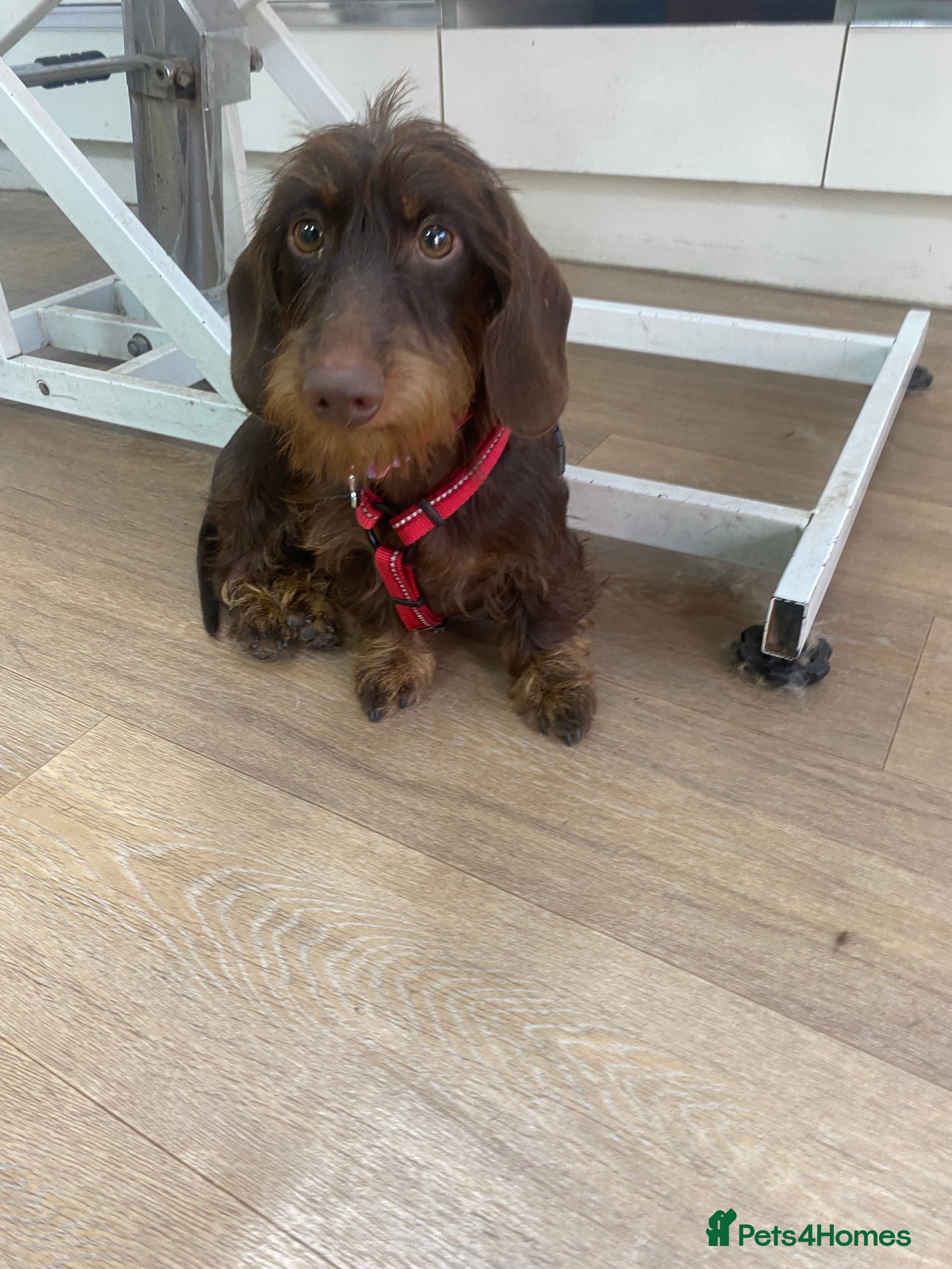 Miniature Dachshund dogs Super sweet sausage 🧸❤️ - Advert 1