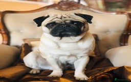 Pug dogs for stud: Champion Bloodline Male Pug Available for Breeding - Image 1