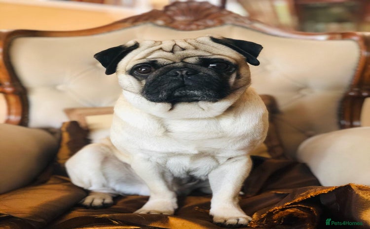 Pug dogs - Advert 1