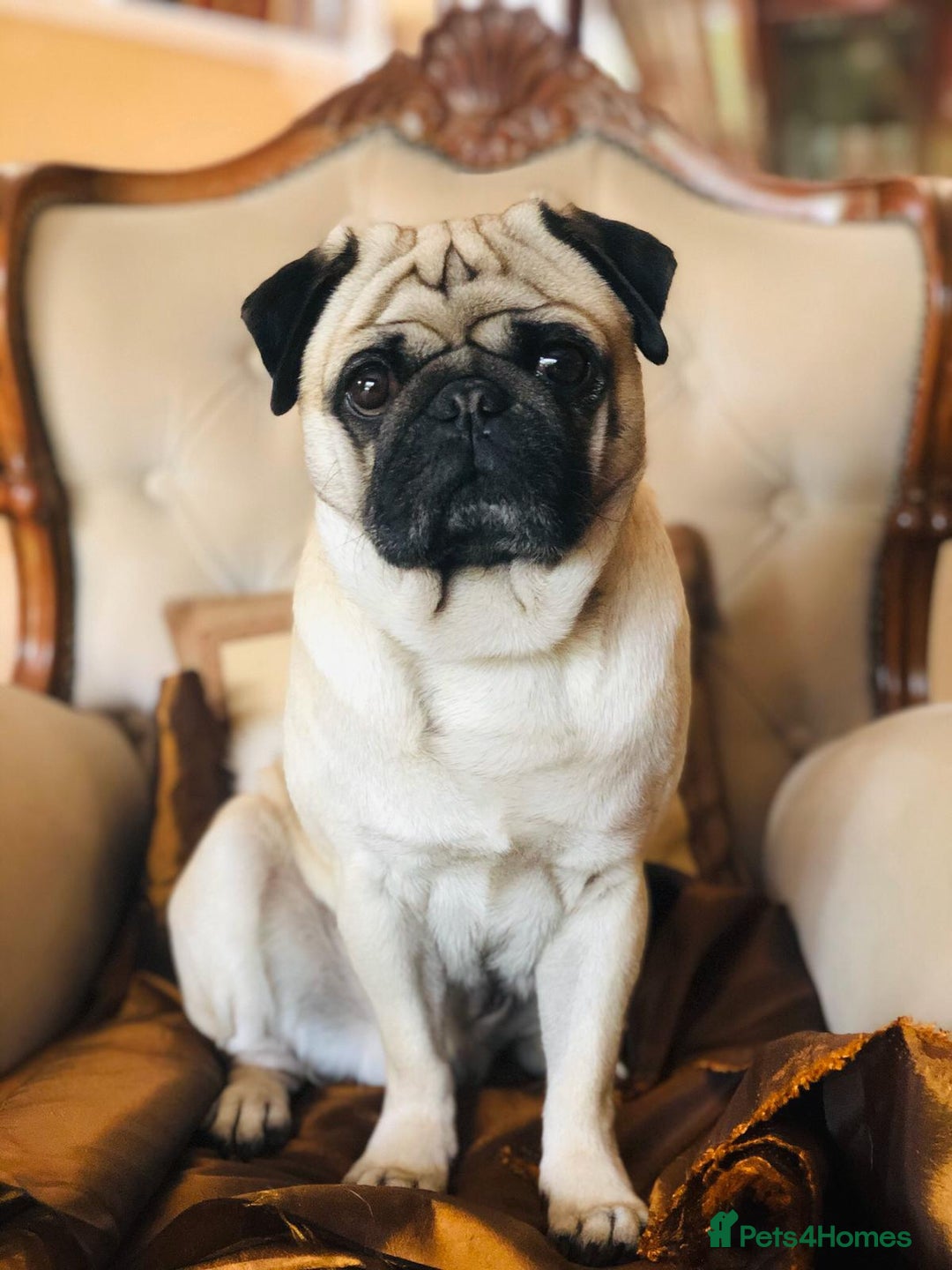 Pug dogs for stud: Champion Bloodline Male Pug Available for Breeding - Image 1