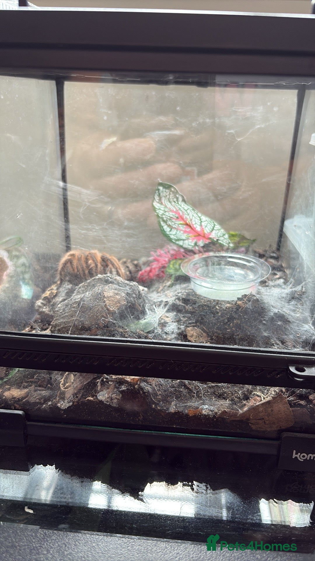 Tarantulas invertebrates for sale: Female Chile Rose 🌹  - Image 3