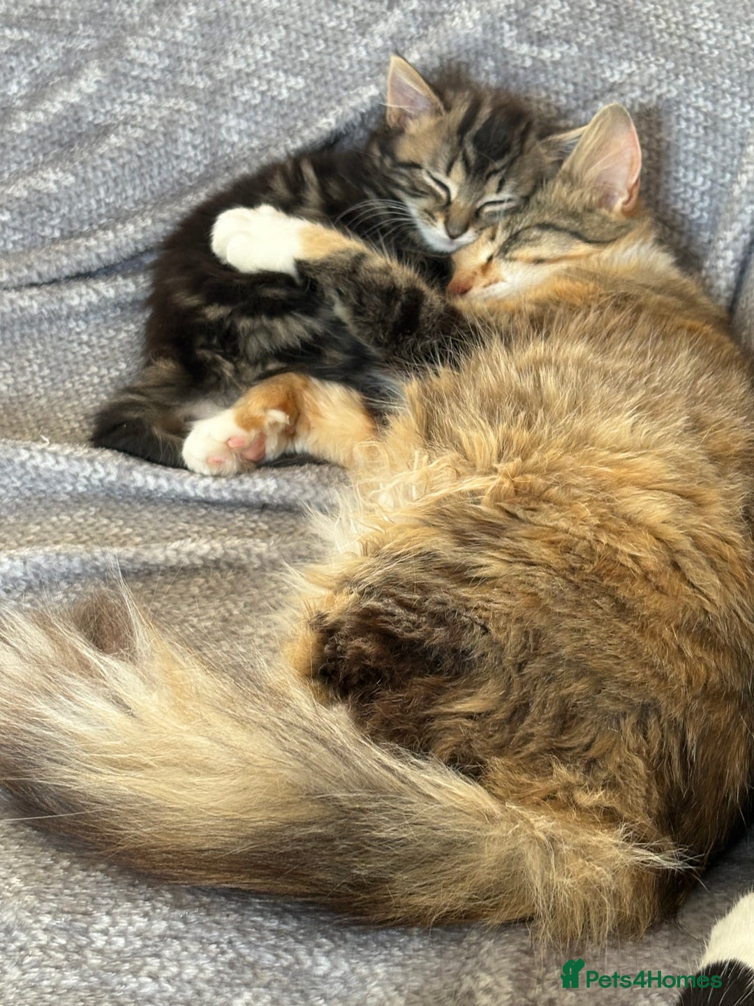 British Shorthair cats for sale: Beautiful cute British shorthair kittens for sale  - Advert 6