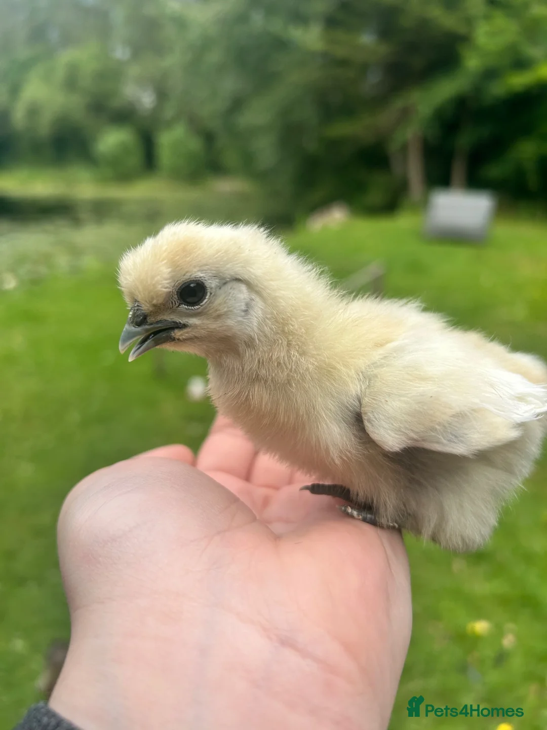 Chickens poultry for sale: Various chicks available  - Advert 2