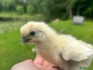 Chickens poultry Various chicks available - Advert 2