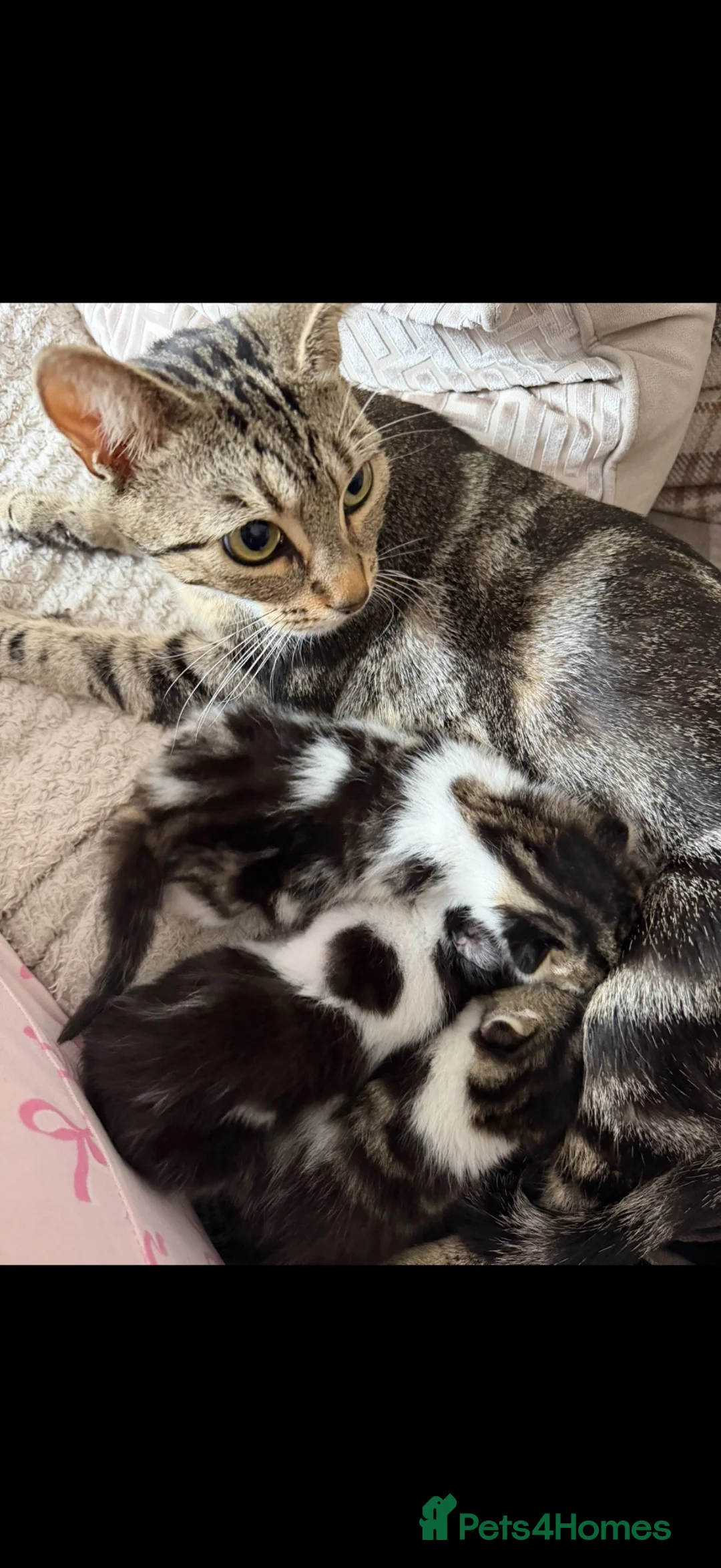 Domestic Shorthair cats for sale: 3 Beautiful Kittens Looking for Their Forever Home - Advert 2