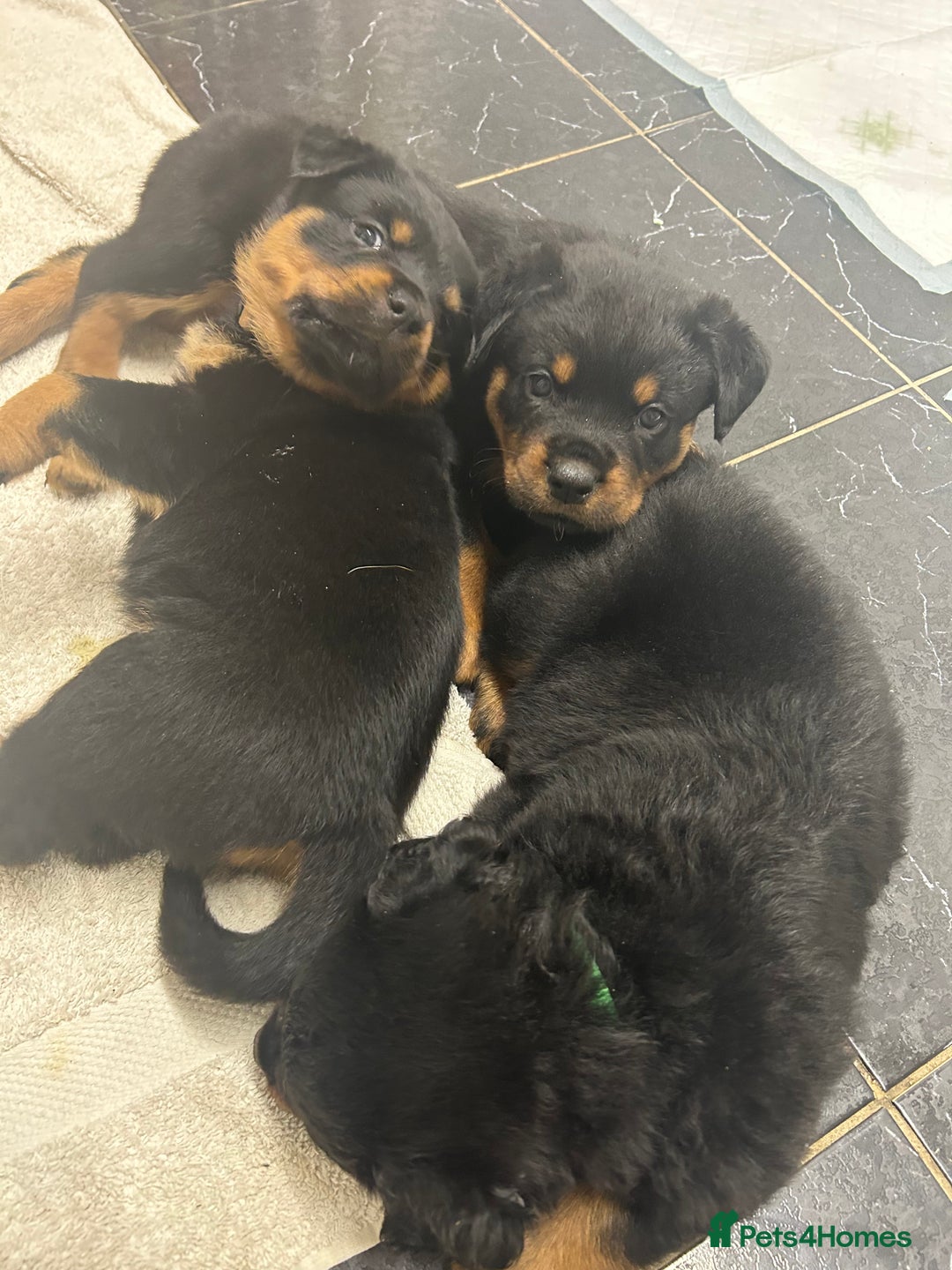 Rottweiler dogs for sale: *** Pedigree Rottweilers due 4th dec*** - Advert 10