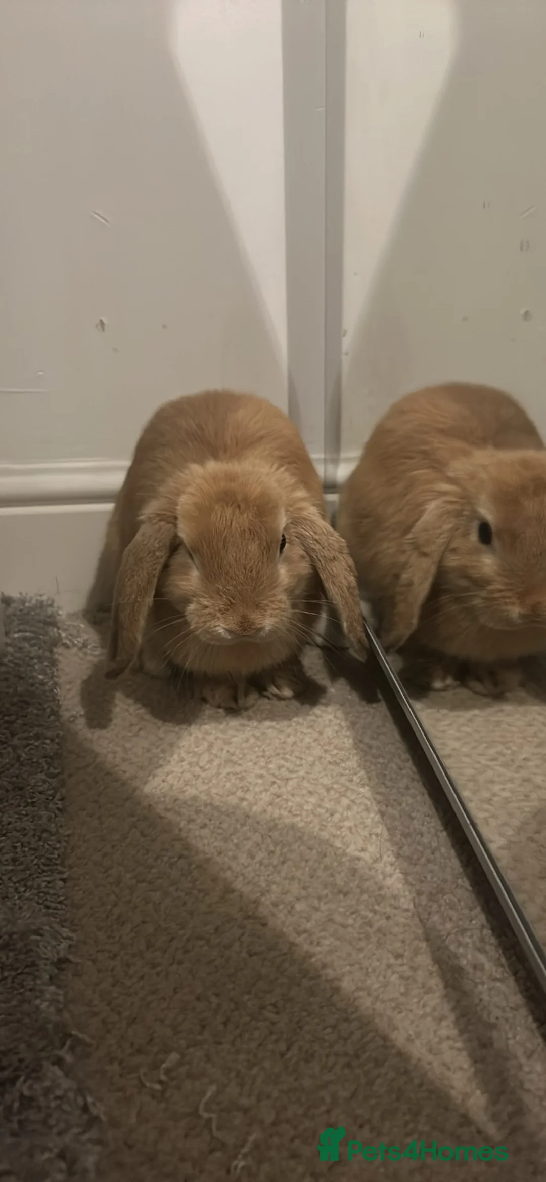 Mini Lop rabbits for sale: Loving mini lop  in Witney - Advert 2