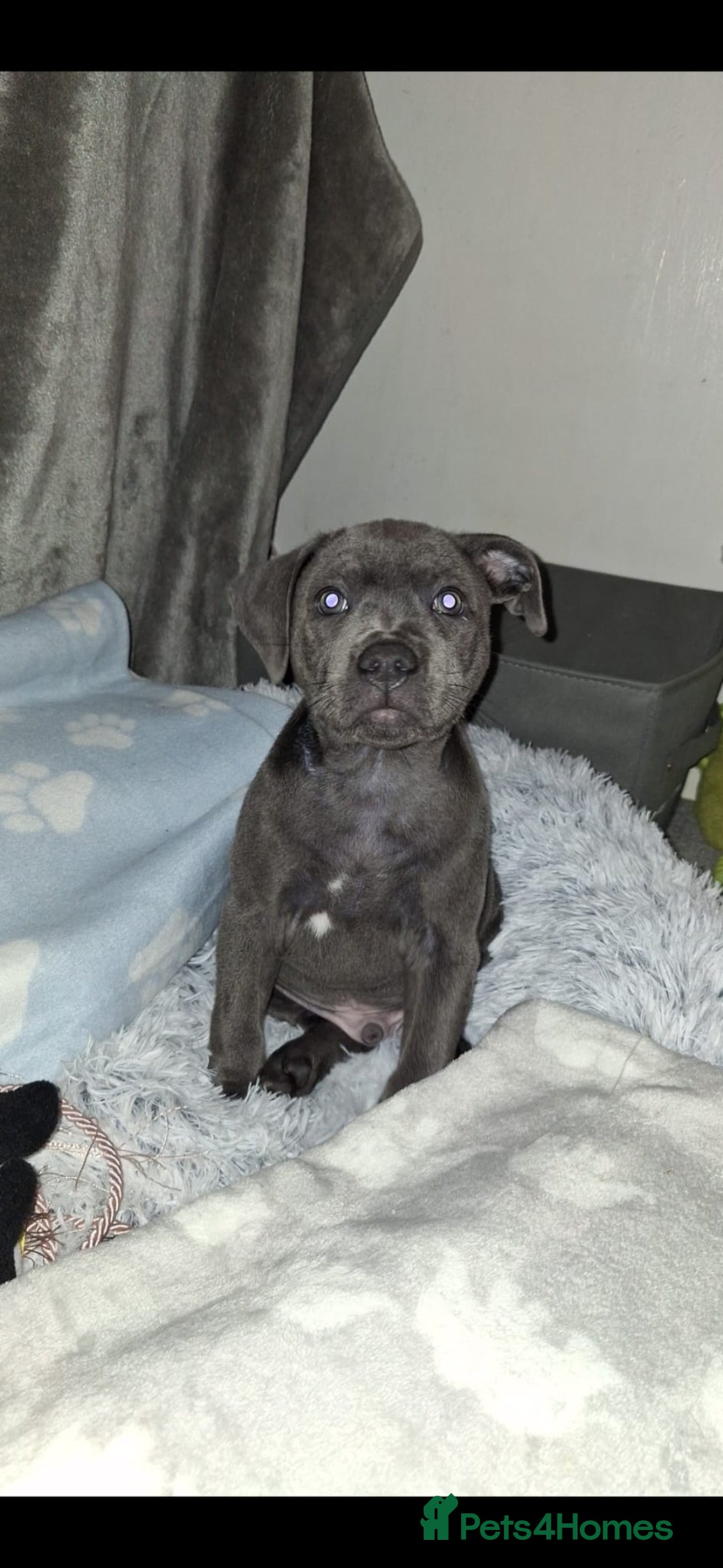 Staffordshire Bull Terrier dogs for stud: **FOR STUD** KC REGISTERED BLUE STAFF BULL TERRIOR - Advert 17