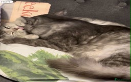 Siberian cats for sale: Siberian Kittens - Image 1