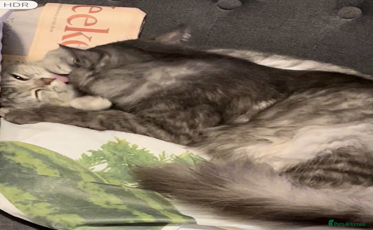 Siberian cats - Advert 4
