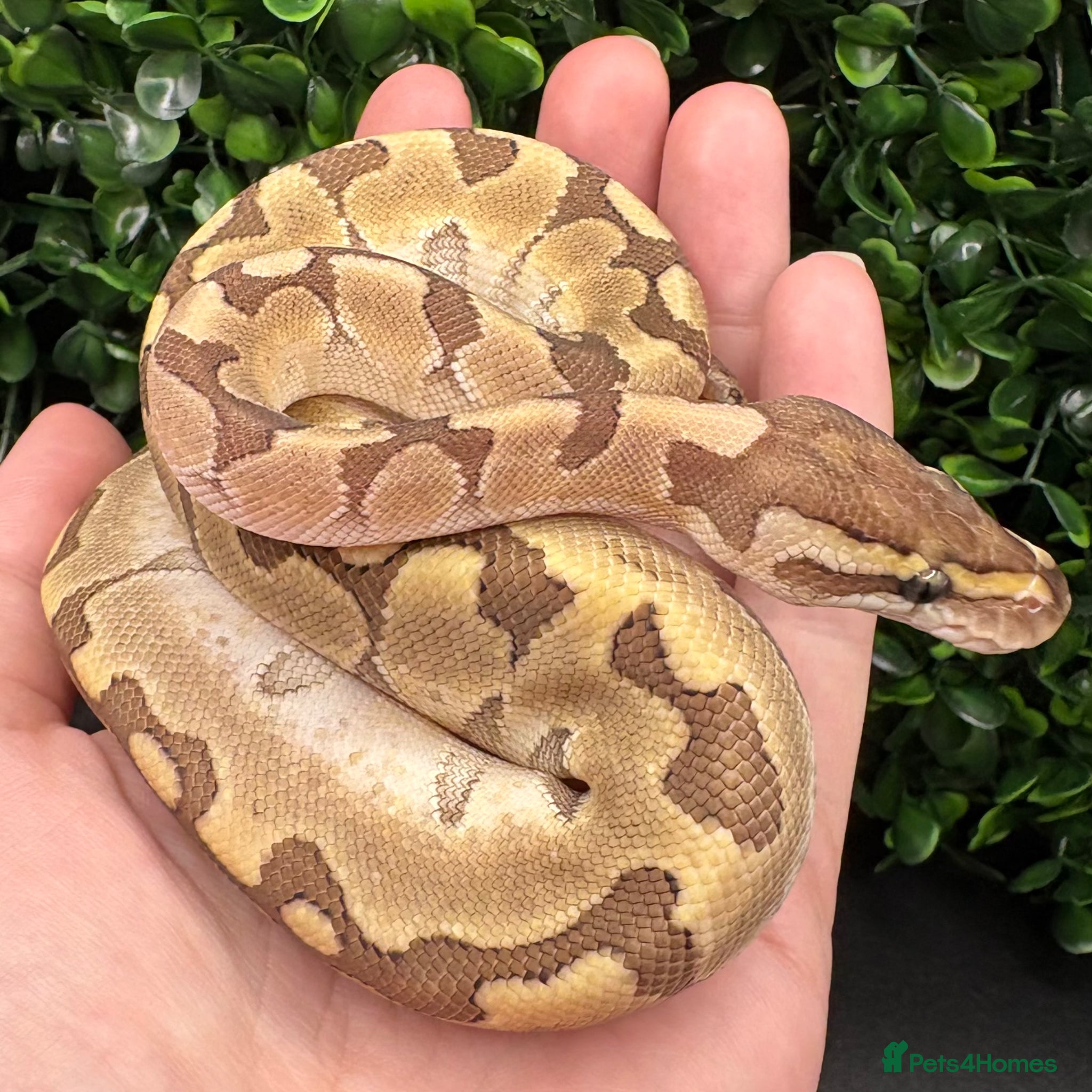 Python Snake reptiles Juvenile Ball Pythons - Advert 1