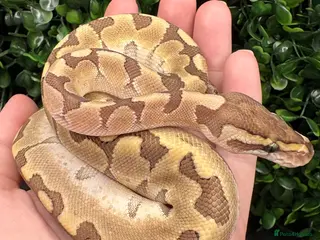 Python Snake reptiles Juvenile Ball Pythons - Advert 6