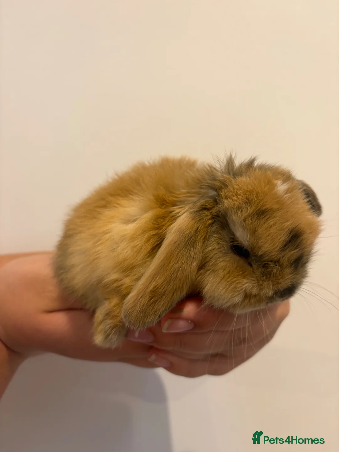 Mini Lop rabbits for sale: Mini Lop female Babies  - Advert 6