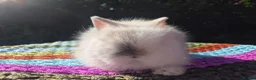 Angora rabbits for sale: 💓 STUNNING TEDDYDWERG BABIES- PARENTS IMPORTED 💙 - Advert 5