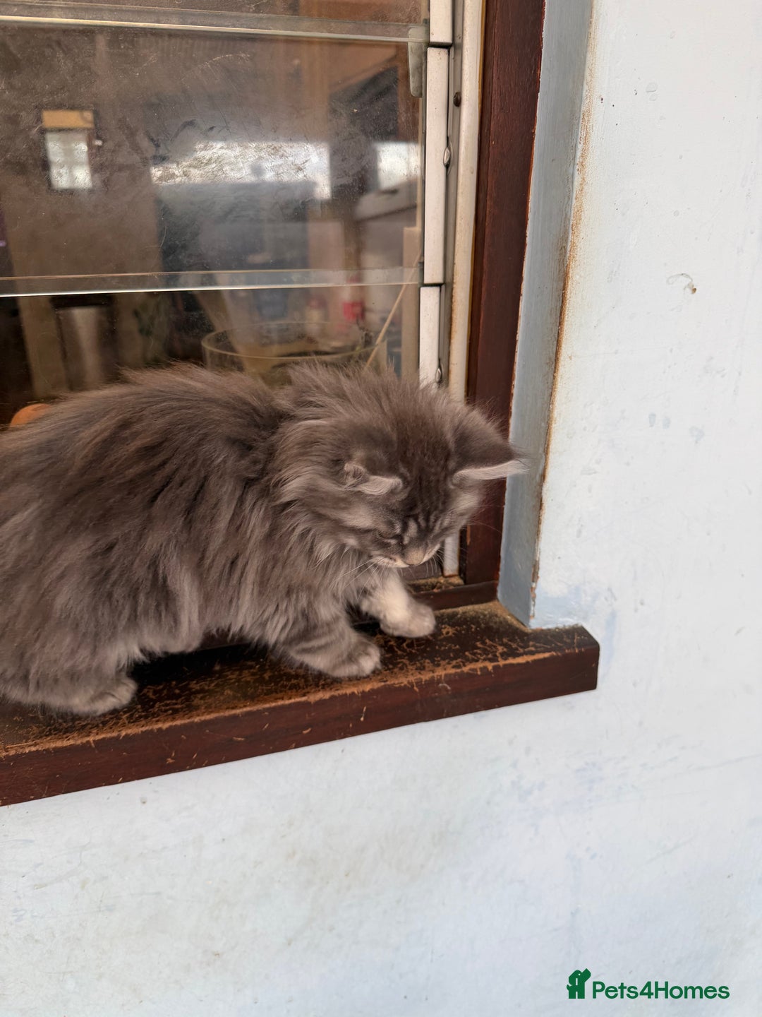 Maine Coon cats for sale: Maine Coon - Advert 24