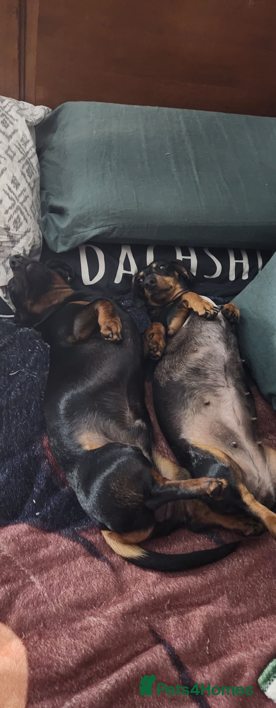 Miniature Dachshund dogs for sale: Dashound puppies for sale  - Image 12