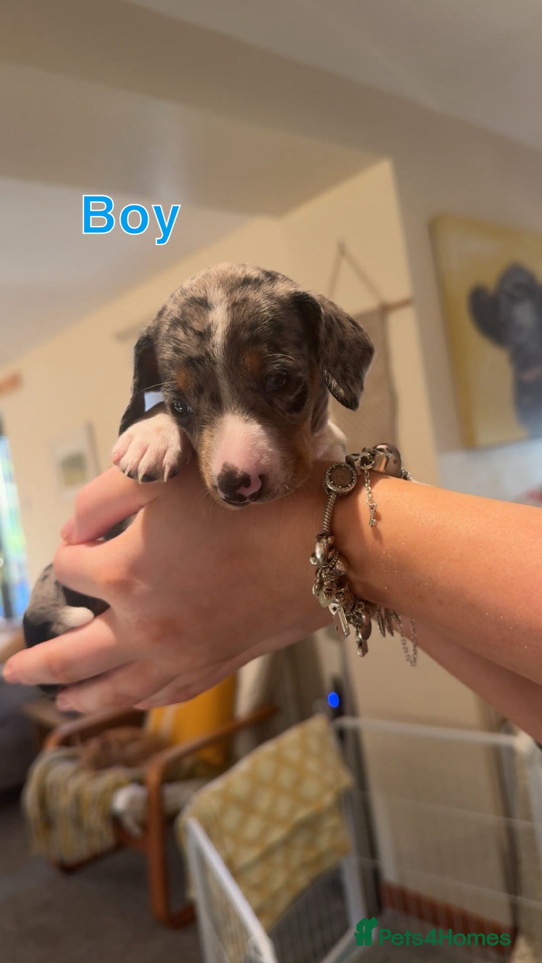 Dachshund dogs for sale: Miniature dachshund puppies  - Image 2