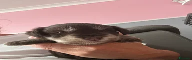 Miniature Schnauzer 5