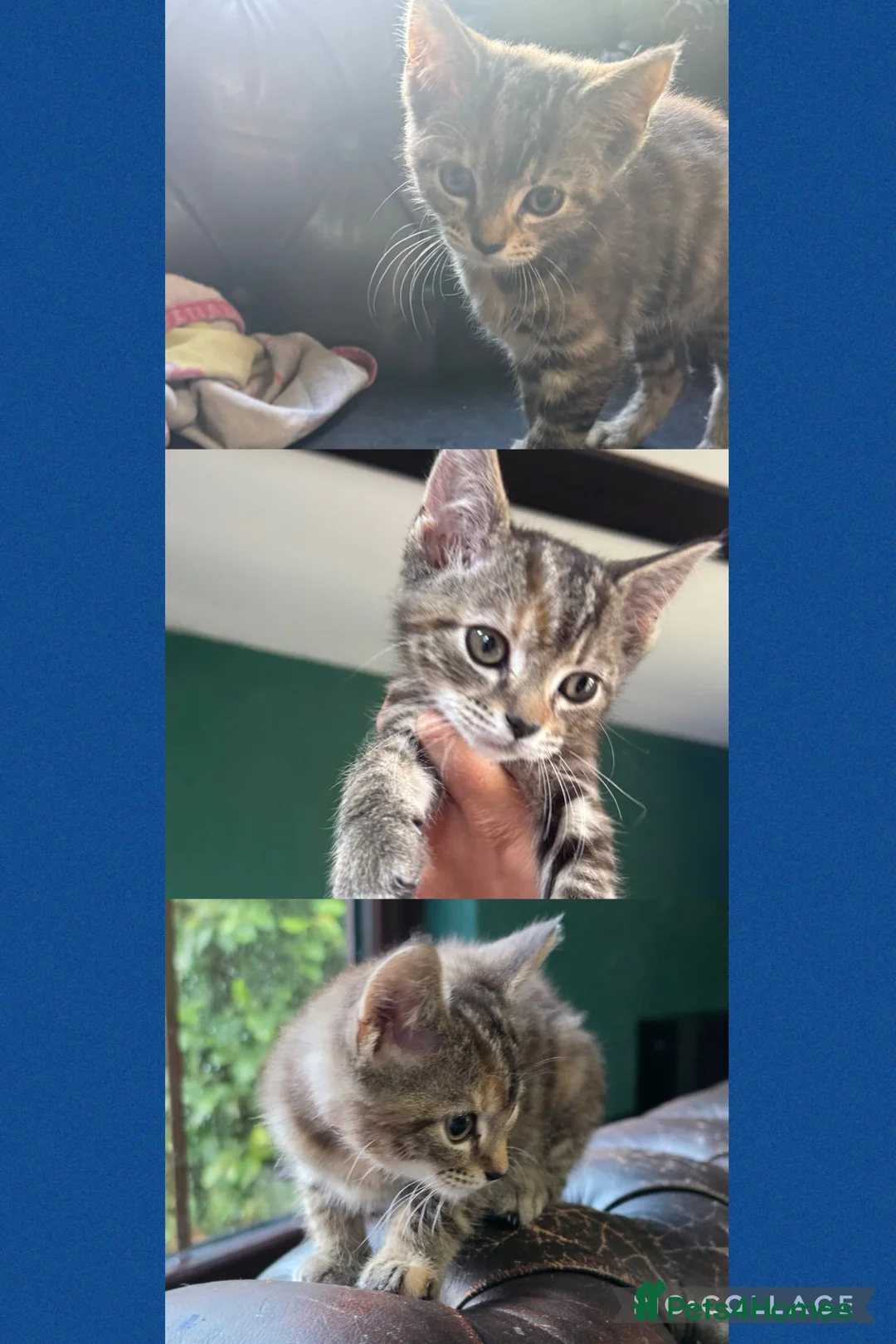 Mixed Breed cats for sale: 1/4 Bengal ready now  - Advert 4