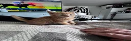 Mixed Breed cats for sale: Rare full ginger female and 2 handsome tabby boys in Hereford - Advert 11