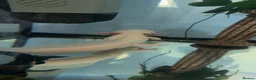 Axolotl reptiles for sale: 2 axolotls and full tank set up in Barnsley - Advert 6