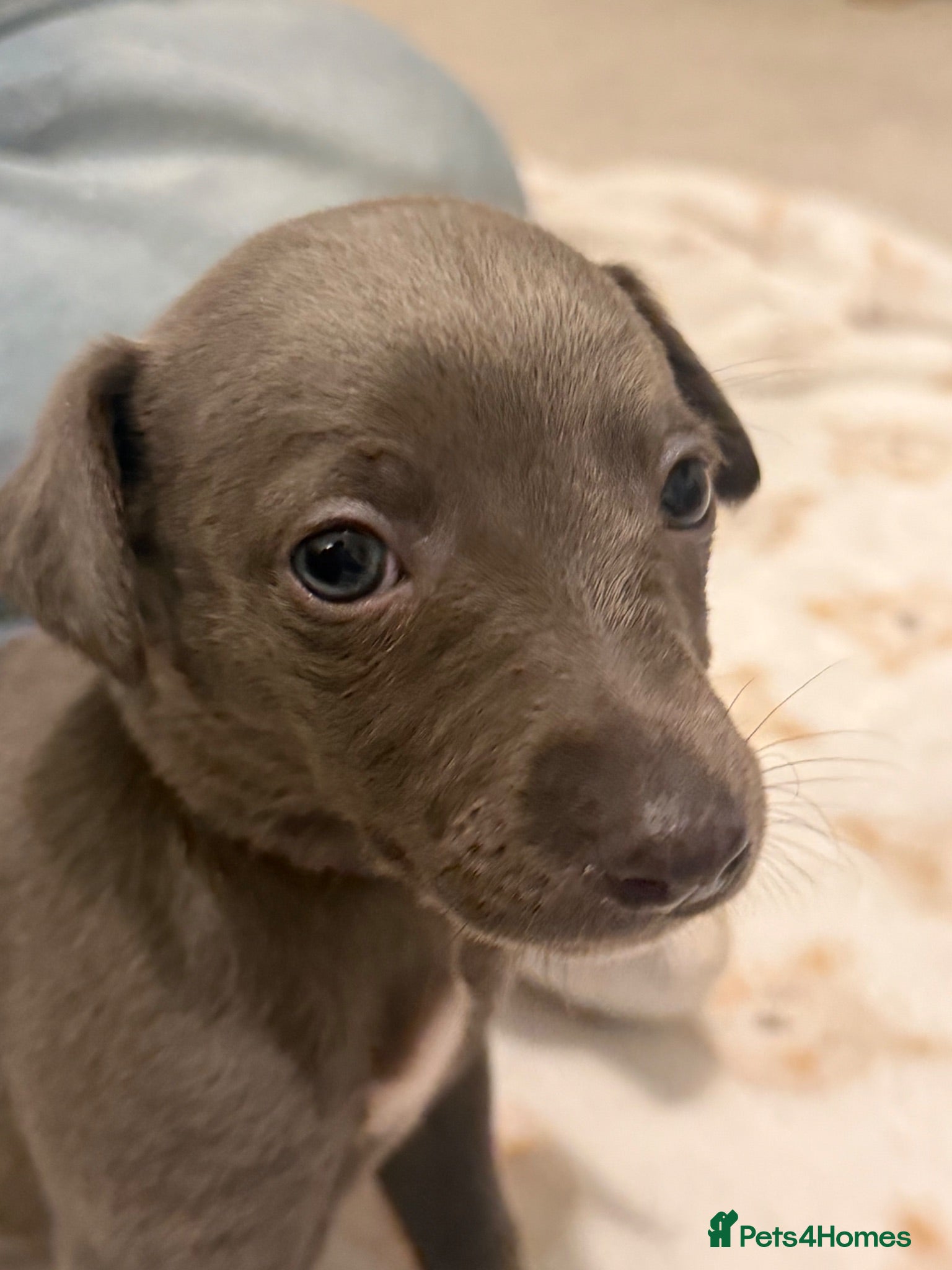 Whippet dogs Whippet puppies  1 girl available 💗 - Advert 1