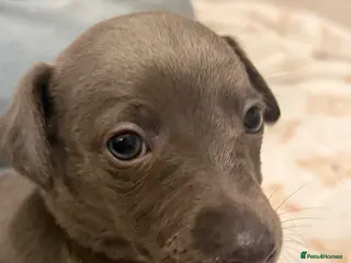 Whippet dogs Whippet puppies 1 girl available 💗 - Advert 1
