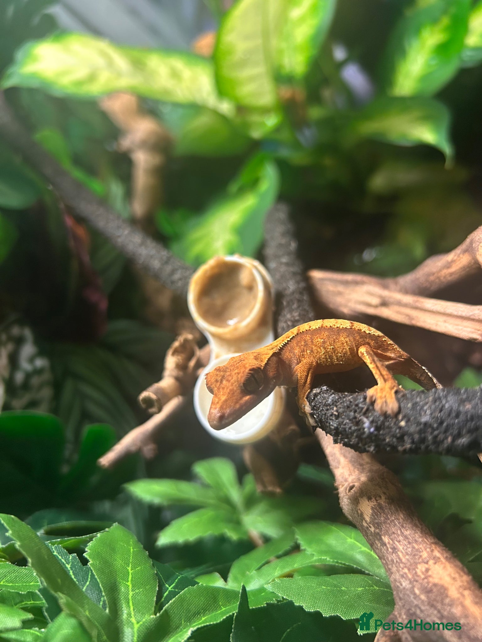 Gecko reptiles crested gecko and full enclosure for sale  - Advert 6