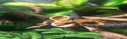 Gecko reptiles for sale: crested gecko and full enclosure for sale  - Advert 1