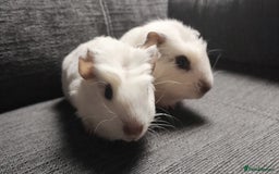 Guinea Pig rodents for sale: Pair of male guinea pigs so beautiful  - Image 3
