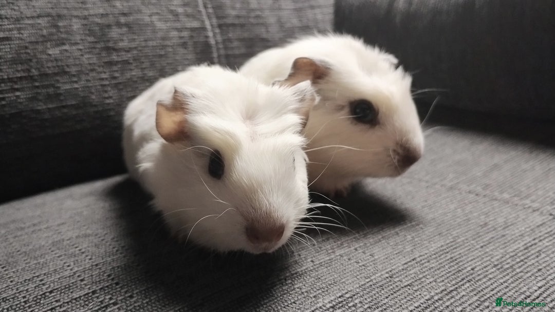 Guinea Pig rodents for sale: Pair of male guinea pigs so beautiful  - Image 3